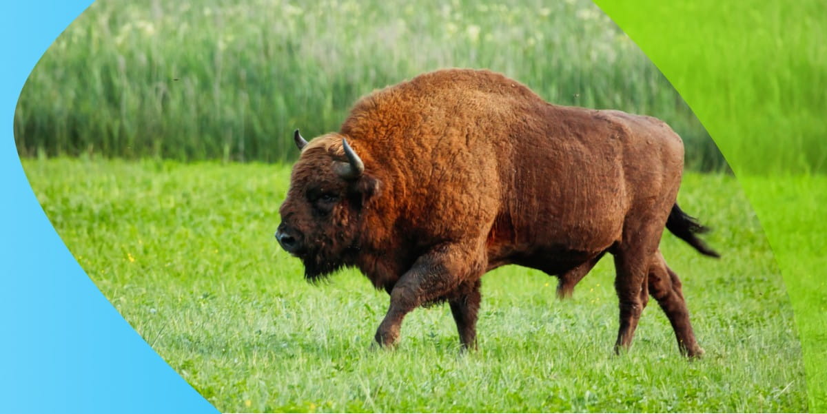 Żubr europejski – gdzie żyje i jak wygląda?